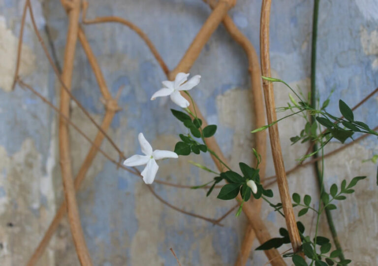 3# Nota di Viaggio (ciavuru d’amuri) Eau de Parfum